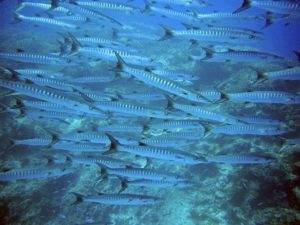 schnorcheln auf gran canaria schöne fische gran Canaria